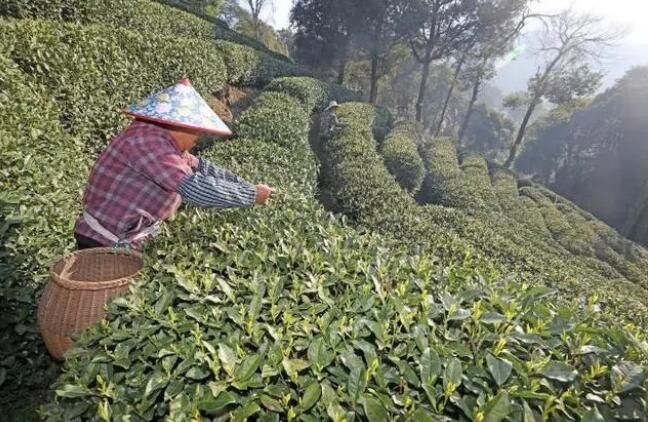 有关于杭州梅家坞部分茶园遭遇霜冻 对茶叶采摘影响不大的相关内容(6)