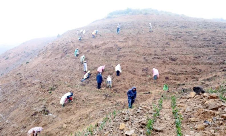 关于关岭顶云街道：引企共建万亩生态茶园的相关信息