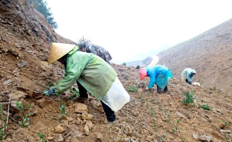 关于关岭顶云街道：引企共建万亩生态茶园的相关信息(1)