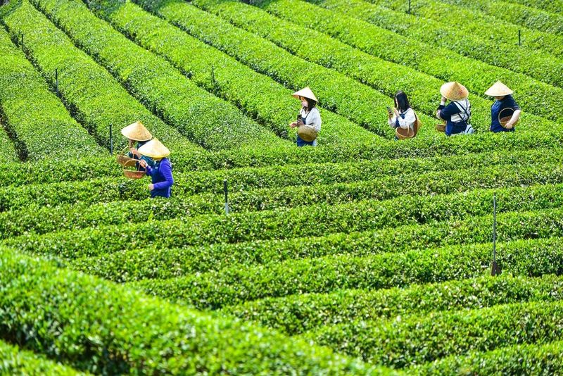 有关于一叶知春！长沙县金井镇三万余亩茶田陆续迎来今春头采的信息