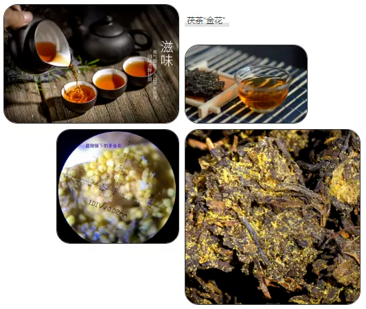 有关于泾阳茯茶高质量发展论坛举行的相关内容(12)