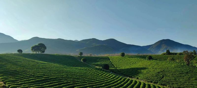 有关于上虞茶，全新出发——“上虞翠茗”茶叶区域公用品牌发布会在杭州举行的内容(7)