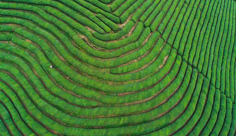 有关于上虞茶，全新出发——“上虞翠茗”茶叶区域公用品牌发布会在杭州举行的内容(6)