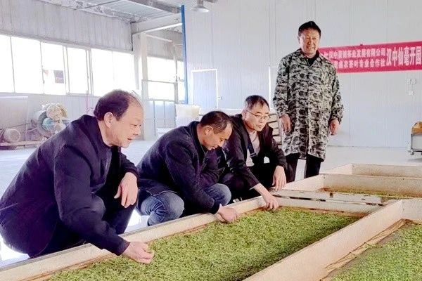 有关于城固县2023年第一锅春茶生产上市的信息