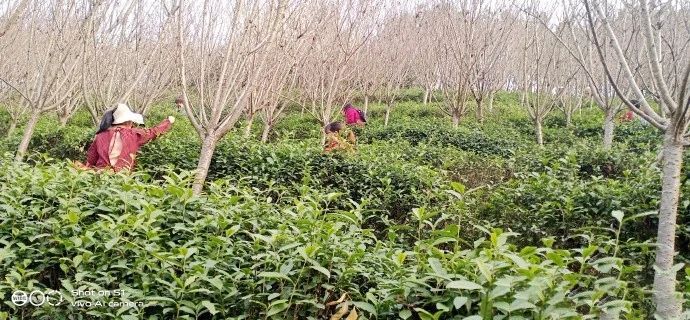 有关于城固县2023年第一锅春茶生产上市的信息(2)