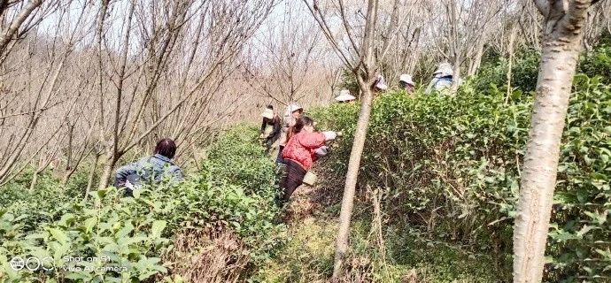 有关于城固县2023年第一锅春茶生产上市的信息(1)