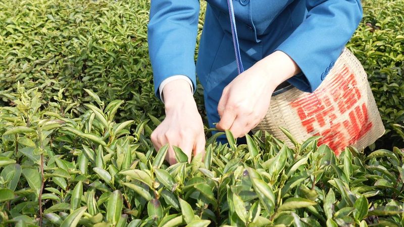 有关于“湄潭春好·翠芽飘香”春茶开采活动于3月9日举行的相关内容(5)