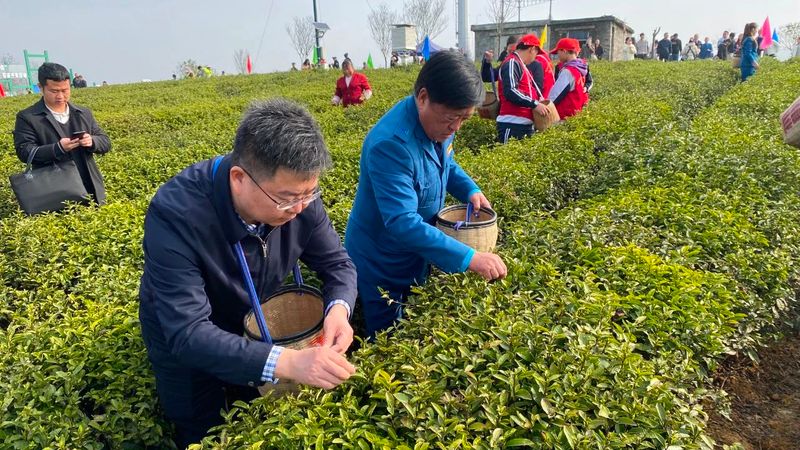 有关于“湄潭春好·翠芽飘香”春茶开采活动于3月9日举行的相关内容(3)