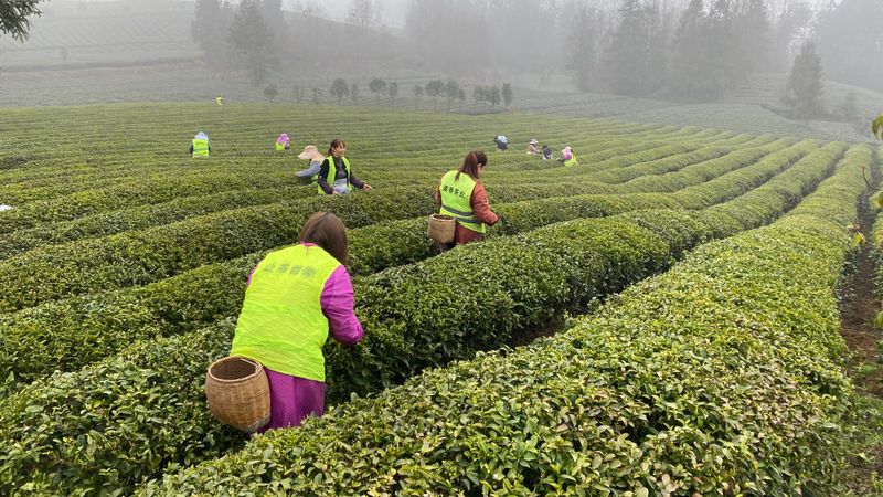 有关于“湄潭春好·翠芽飘香”春茶开采活动于3月9日举行的相关内容(7)