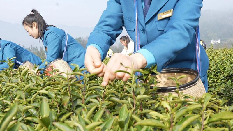 有关于“湄潭春好·翠芽飘香”春茶开采活动于3月9日举行的相关内容(6)