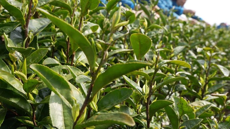 有关于“湄潭春好·翠芽飘香”春茶开采活动于3月9日举行的相关内容(8)