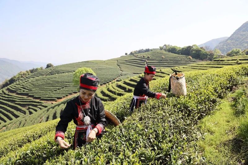 关于抓住时代机遇与红利！首届中国红茶大会究竟怎么开？的新闻(4)