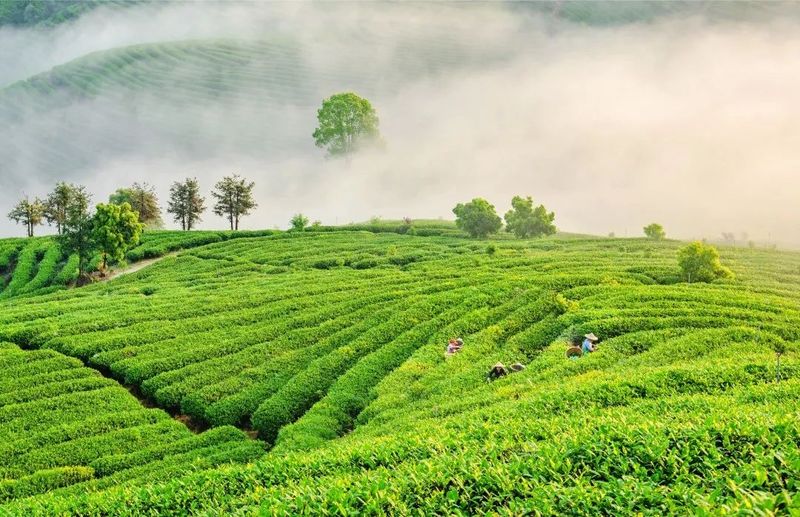 关于抓住时代机遇与红利！首届中国红茶大会究竟怎么开？的新闻