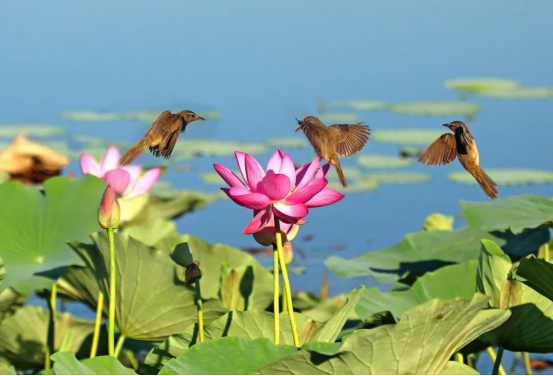 关于低调做事 低调饮茶，“中原双雄”河南河北都有什么茶？的新闻(7)