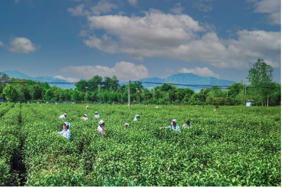 关于低调做事 低调饮茶，“中原双雄”河南河北都有什么茶？的新闻(16)