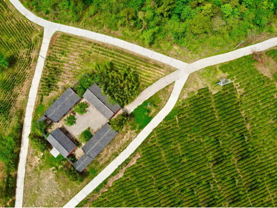 关于低调做事 低调饮茶，“中原双雄”河南河北都有什么茶？的新闻(15)