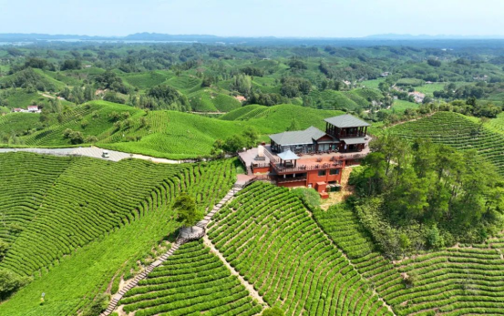 关于低调做事 低调饮茶，“中原双雄”河南河北都有什么茶？的新闻(11)