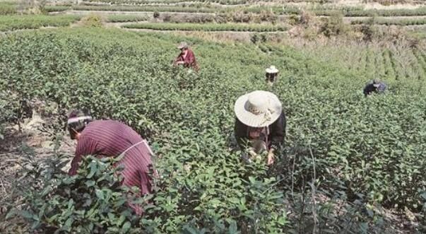 有关于海市白水洋镇 千亩茶园春茶采摘正当时的信息