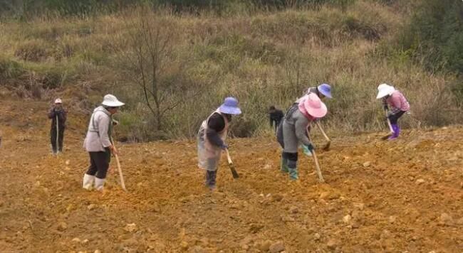 关于惠水长岩：改良茶叶品种 茶园提质增效的资讯(2)