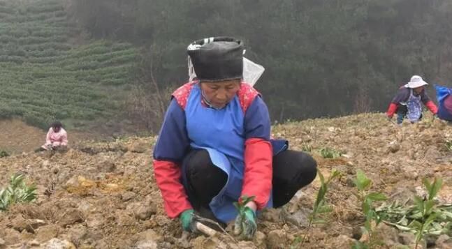 关于惠水长岩：改良茶叶品种 茶园提质增效的资讯(1)