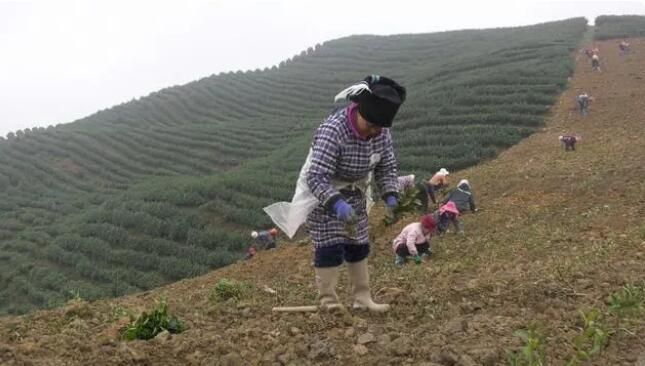 关于惠水长岩：改良茶叶品种 茶园提质增效的资讯