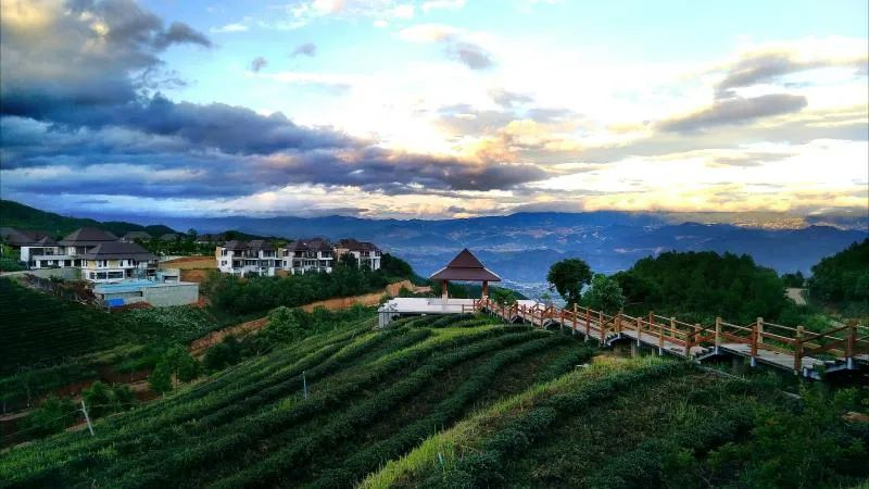 关于临沧：构建现代茶业新型产业体系 打造世界一流茶产业的相关内容(3)