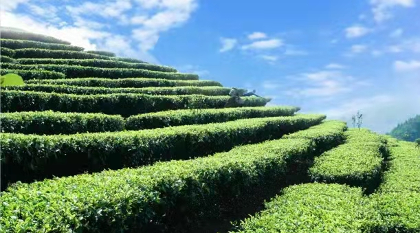 关于临沧：构建现代茶业新型产业体系 打造世界一流茶产业的相关内容(6)