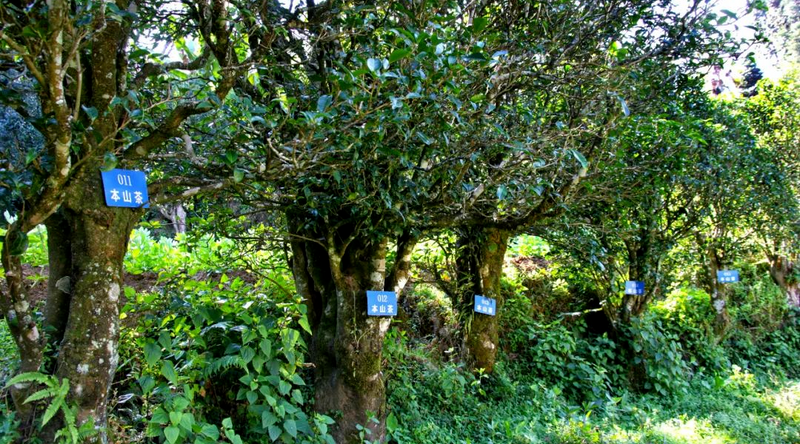 关于临沧：构建现代茶业新型产业体系 打造世界一流茶产业的相关内容(2)