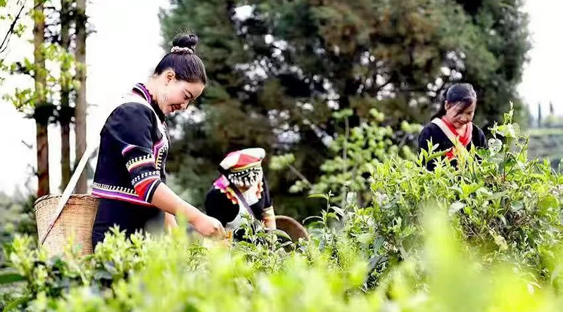 关于临沧：构建现代茶业新型产业体系 打造世界一流茶产业的相关内容(5)