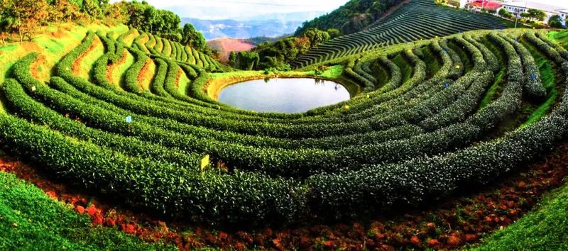 关于临沧：构建现代茶业新型产业体系 打造世界一流茶产业的相关内容(1)