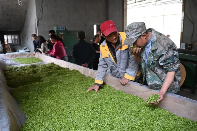 关于“红旗一号”高山早茶开园采摘的新闻(1)