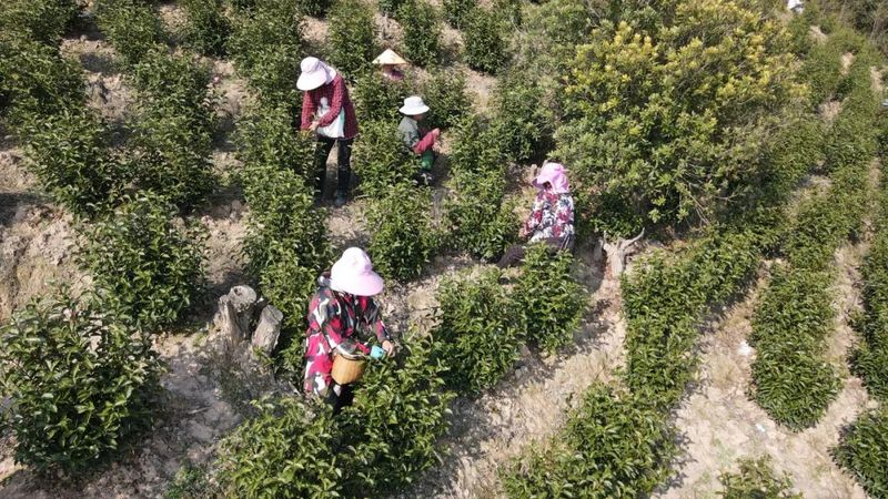 关于“红旗一号”高山早茶开园采摘的新闻