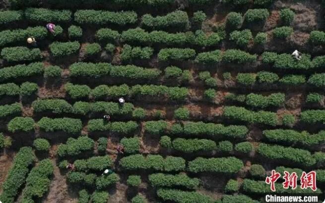 有关于贵州丹寨：12万亩春茶开采的最新消息(2)