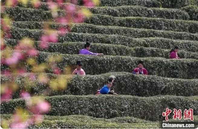 有关于贵州丹寨：12万亩春茶开采的最新消息(3)
