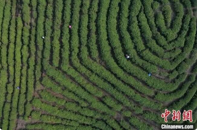 有关于贵州丹寨：12万亩春茶开采的最新消息(1)