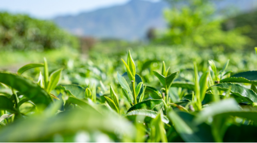 关于古韵松溪逐绿行 九龙大白满山乡的相关内容(2)