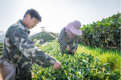 关于古韵松溪逐绿行 九龙大白满山乡的相关内容