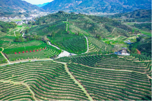 关于古韵松溪逐绿行 九龙大白满山乡的相关内容(3)