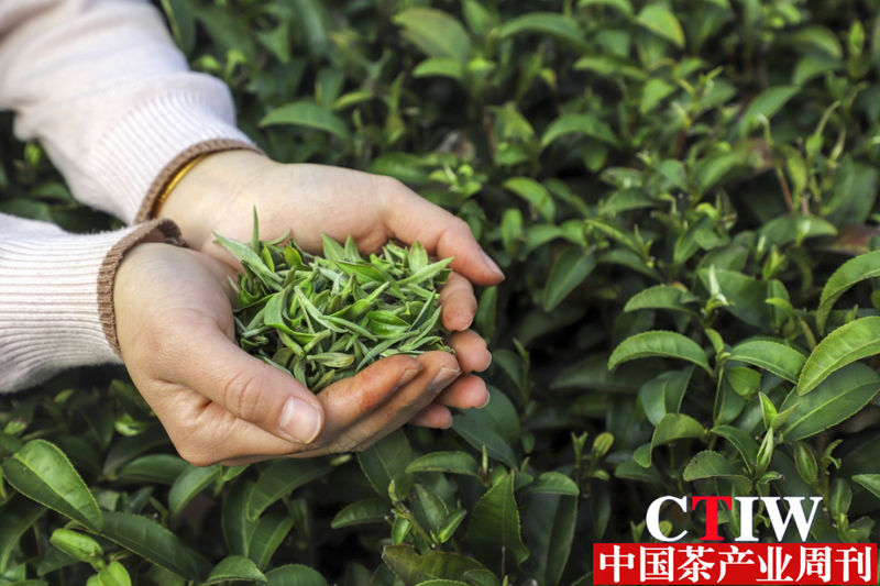 关于广西象州：古琶茶抢“鲜”开采的相关内容(3)