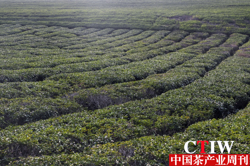 关于广西象州：古琶茶抢“鲜”开采的相关内容