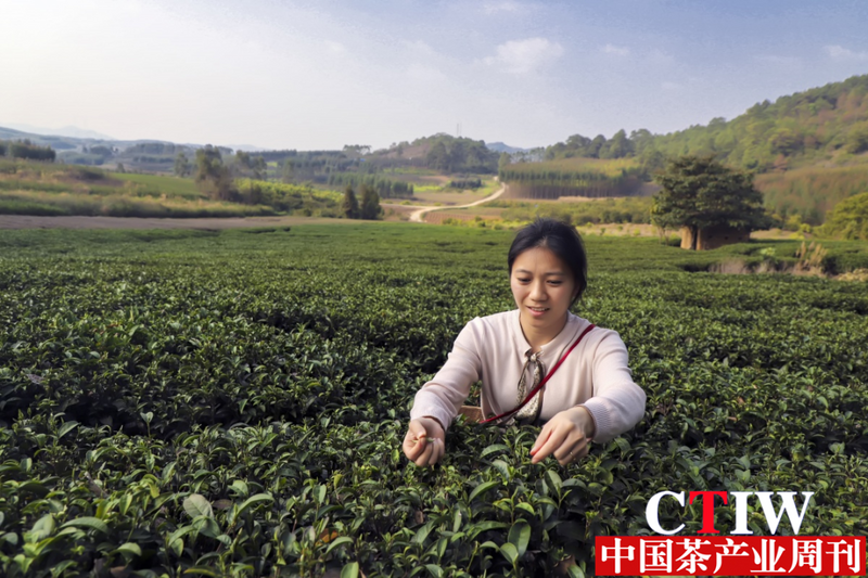 关于广西象州：古琶茶抢“鲜”开采的相关内容(2)