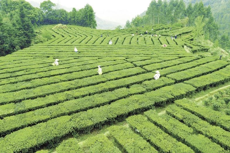 有关于广西梧州六堡茶提档升级香飘海内外的最新消息