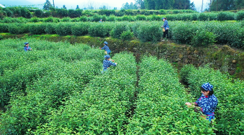 关于万源：今年第一粒富硒茶芽开采的消息(1)
