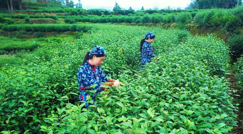 关于万源：今年第一粒富硒茶芽开采的消息(4)