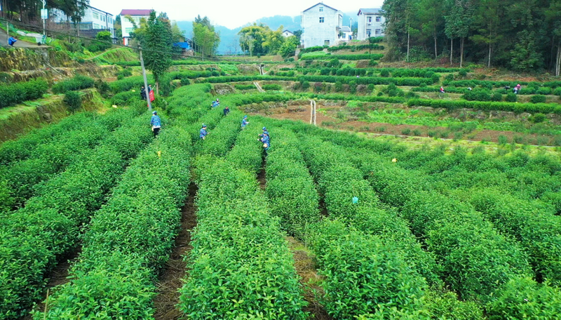 关于万源：今年第一粒富硒茶芽开采的消息(3)