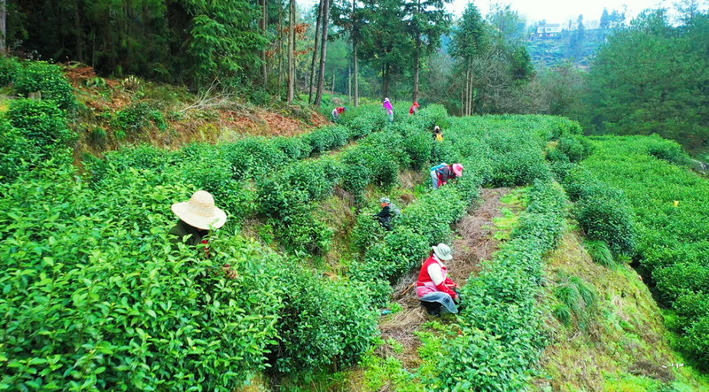 关于万源：今年第一粒富硒茶芽开采的消息(2)