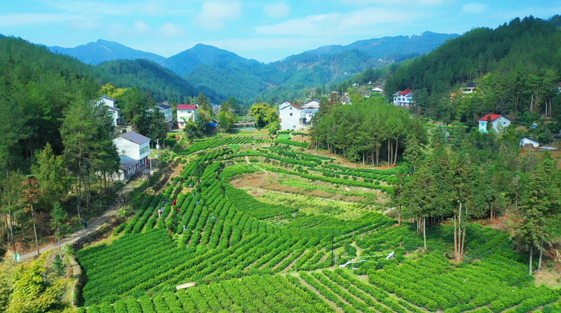 关于万源：今年第一粒富硒茶芽开采的消息