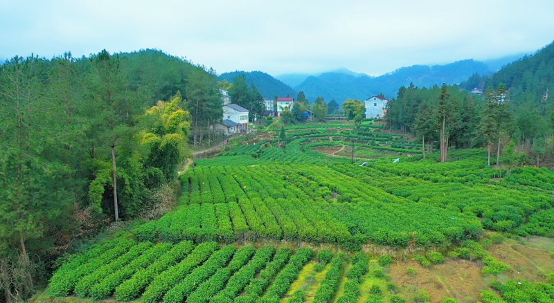 关于万源：今年第一粒富硒茶芽开采的消息(5)