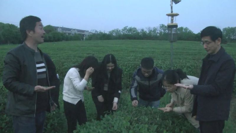 关于阳新：“一片叶”产业链不断延伸 小茶叶成就大产业的相关内容(3)