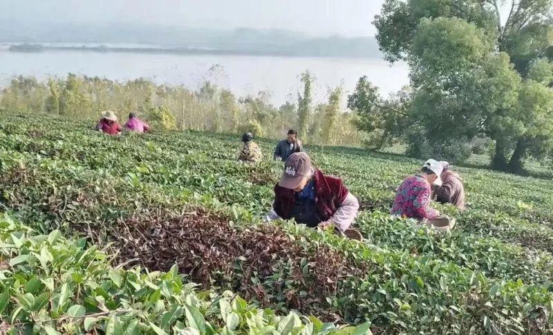 关于阳新：“一片叶”产业链不断延伸 小茶叶成就大产业的相关内容